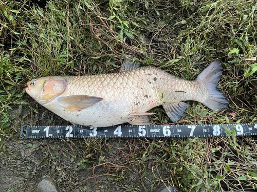 ソウギョの釣果