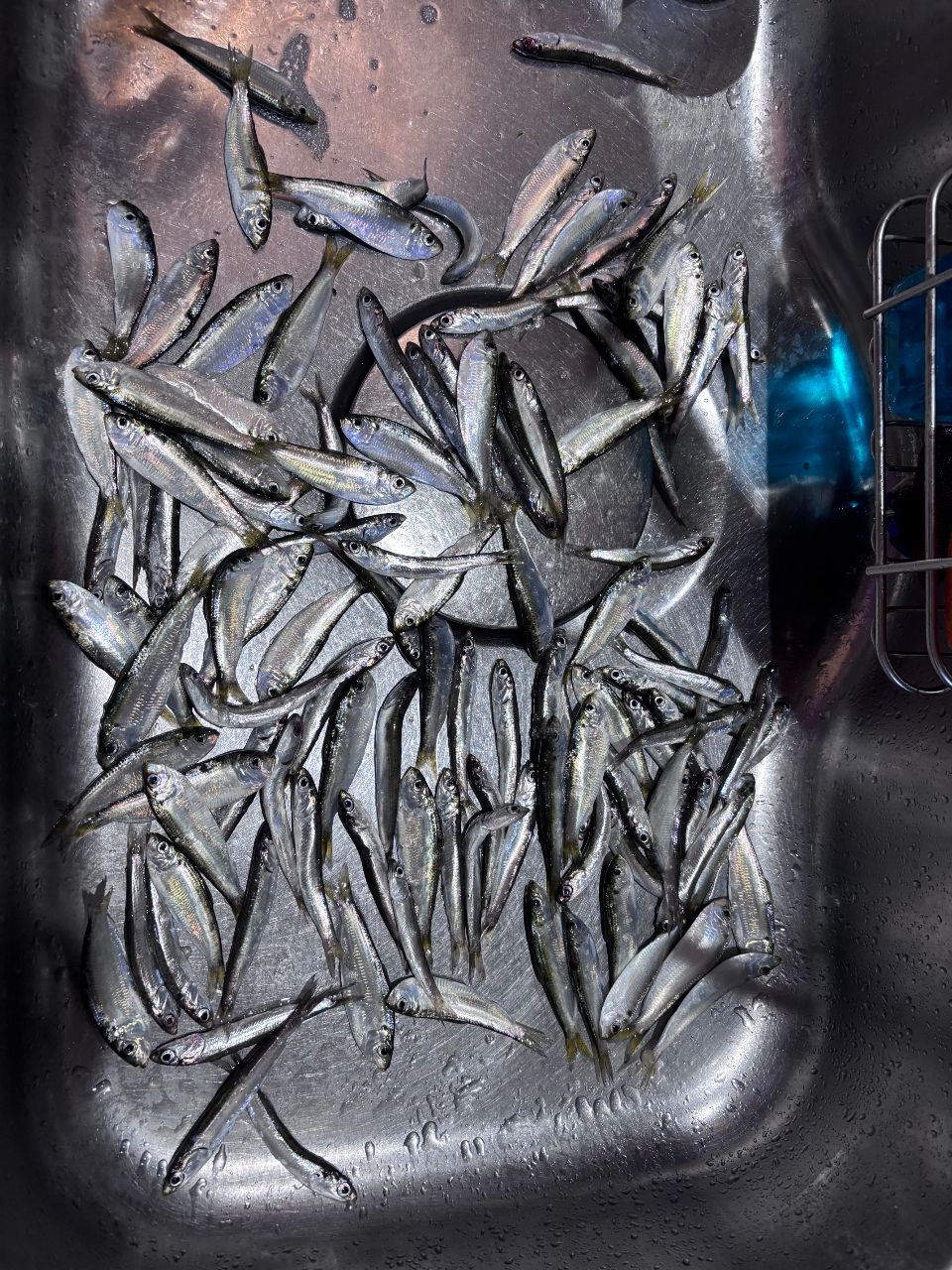 カタクチイワシ