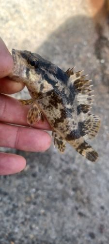 タケノコメバルの釣果