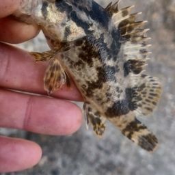 タケノコメバル