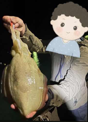 モンゴウイカの釣果