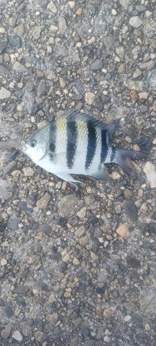 オヤビッチャの釣果