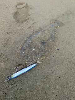 ヒラメの釣果