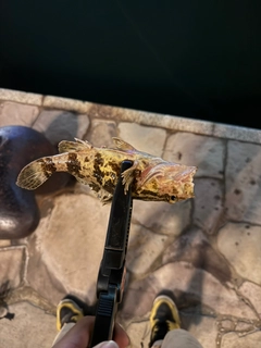 タケノコメバルの釣果