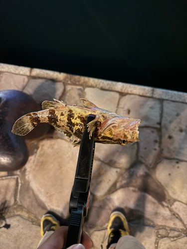 タケノコメバルの釣果