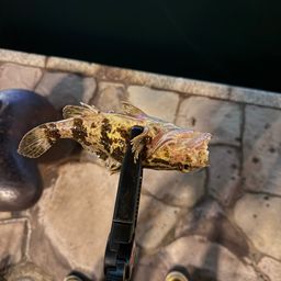 タケノコメバル