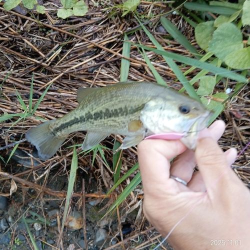 ブラックバスの釣果