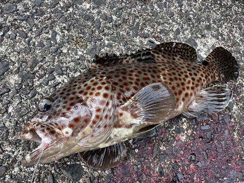 ノミノクチの釣果