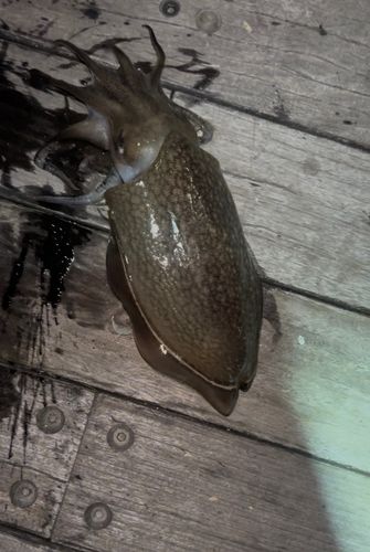 シリヤケイカの釣果