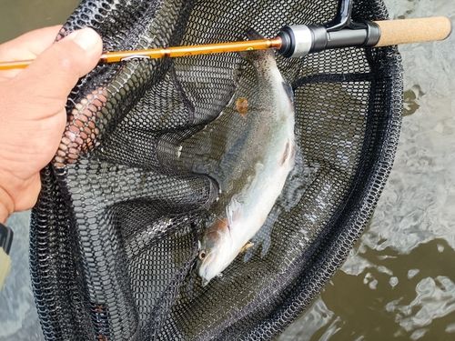 ニジマスの釣果