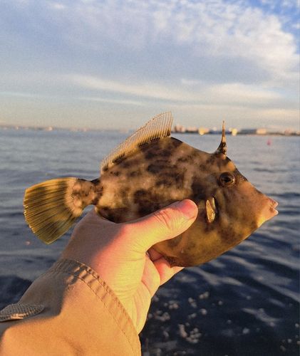 カワハギの釣果