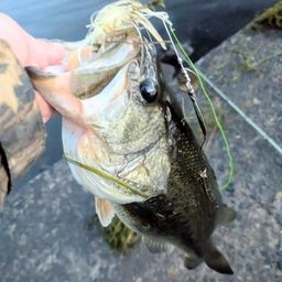 ラージマウスバス