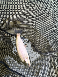 ニジマスの釣果