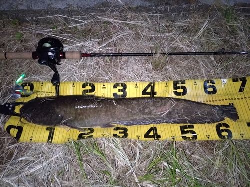 ニホンナマズの釣果