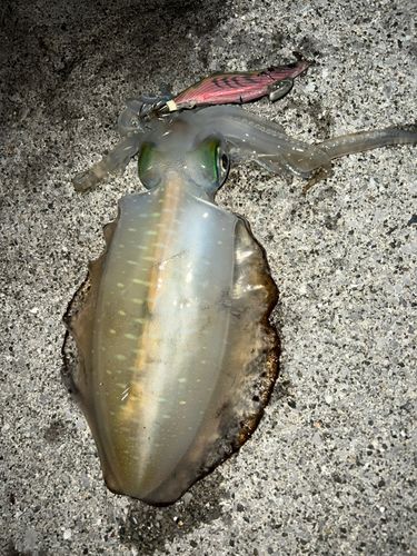 アオリイカの釣果