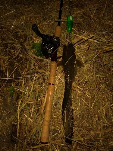 ニホンナマズの釣果