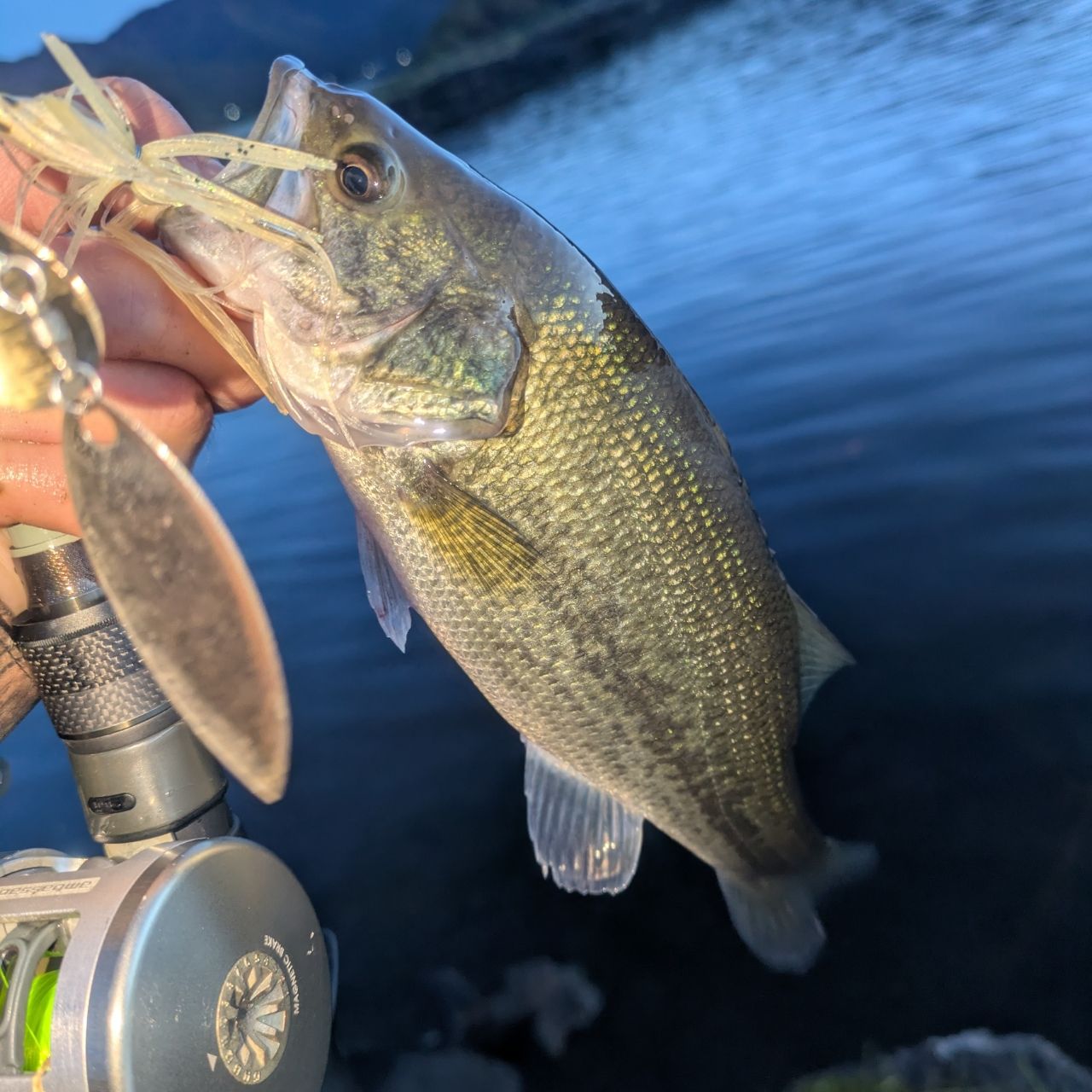 ラージマウスバス