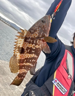 キジハタの釣果