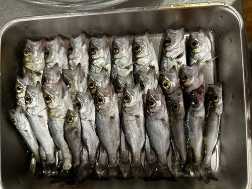 セイゴ（ヒラスズキ）の釣果