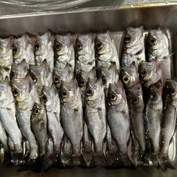 セイゴ（ヒラスズキ）