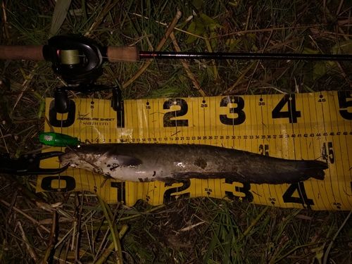 ニホンナマズの釣果