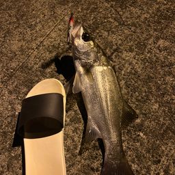 セイゴ（ヒラスズキ）