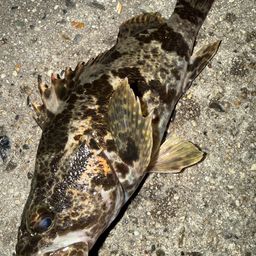 タケノコメバル