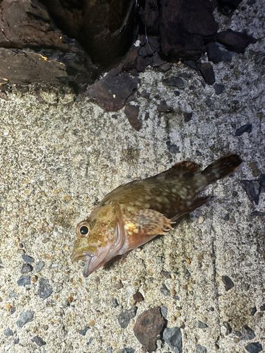 アラカブの釣果