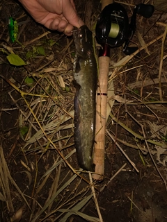 ニホンナマズの釣果