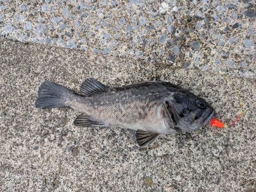 クロソイの釣果