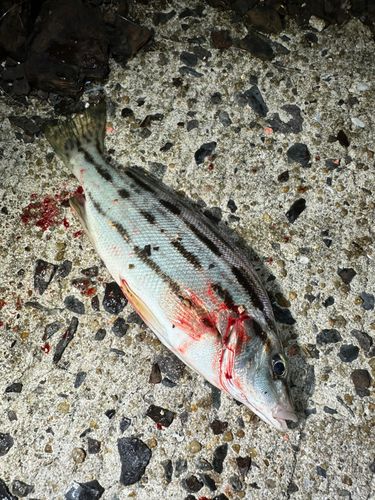 シマイサキの釣果