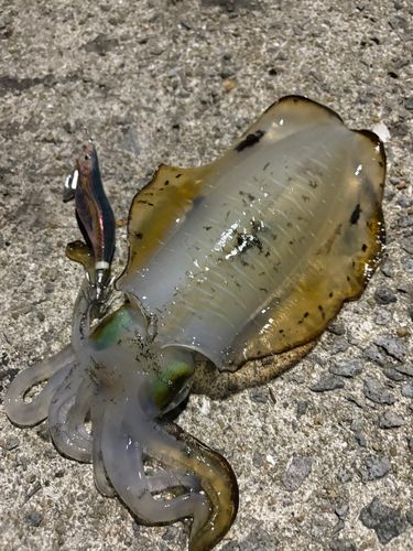 アオリイカの釣果