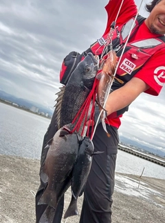 クチブトグレの釣果