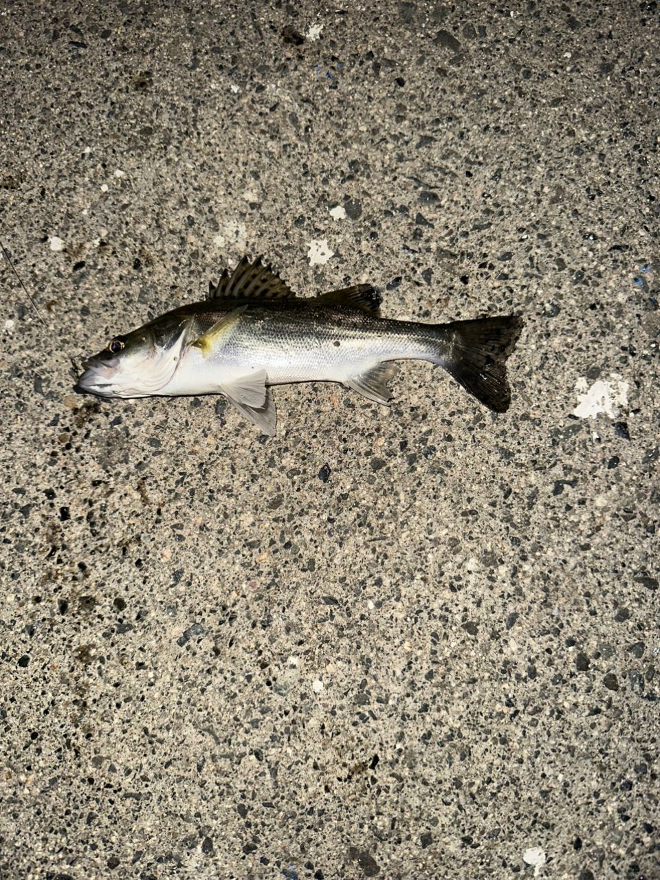 セイゴ（タイリクスズキ）