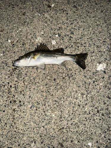 セイゴ（タイリクスズキ）の釣果