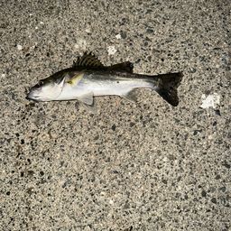 セイゴ（タイリクスズキ）