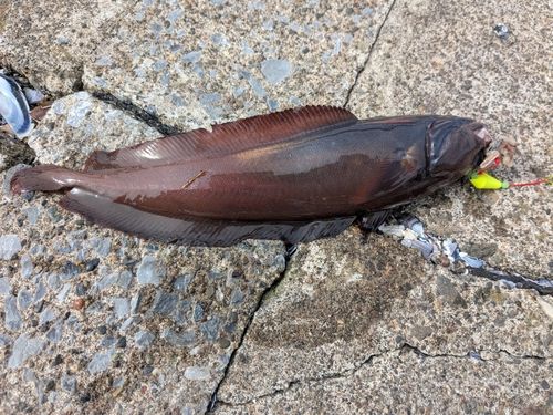 エゾイソアイナメ