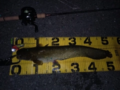 ニホンナマズの釣果