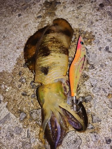 アオリイカの釣果