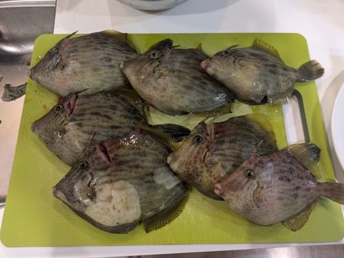 カワハギの釣果