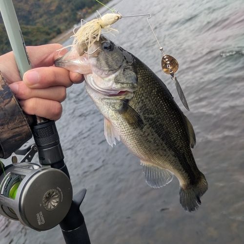 ラージマウスバスの釣果