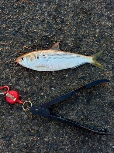 コノシロの釣果