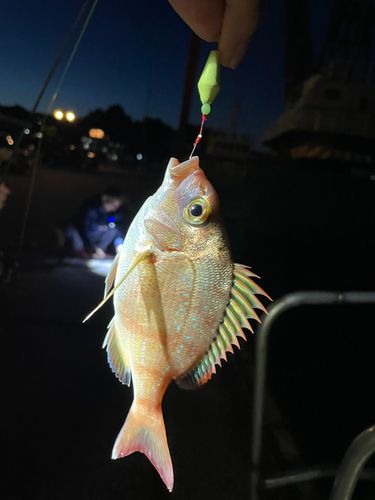 チャリコの釣果