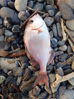 チャリコの釣果