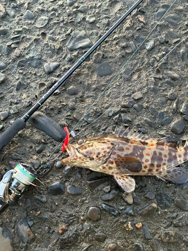 チャイロマルハタの釣果