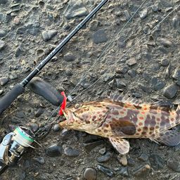 チャイロマルハタ