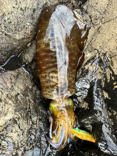 アオリイカの釣果