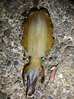 アオリイカの釣果