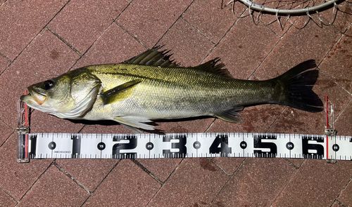 豊洲ぐるり公園