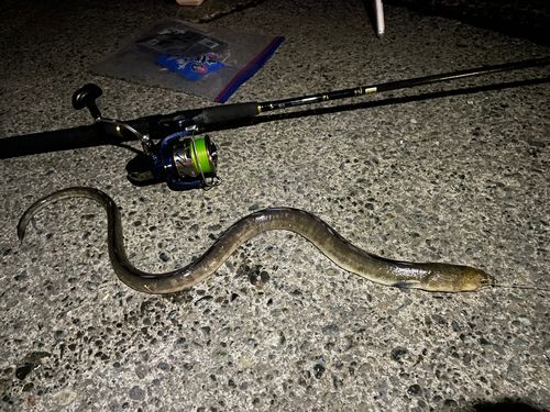 ホタテウミヘビの釣果